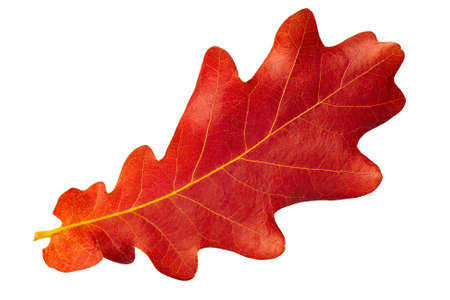 Red autumn leaf oak isolated on white backgroundの写真素材