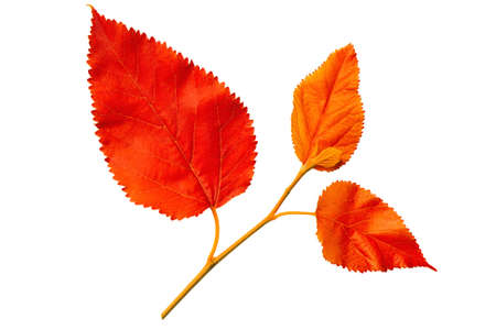 Red autumn leaves mulberry isolated on white background
