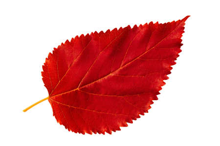 Red autumn leaf mulberry isolated on white background