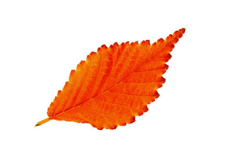 Red autumn leaf elm isolated on white background