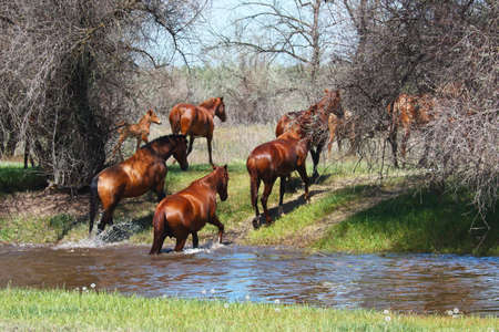 Herd of horses comes in a small riverの写真素材