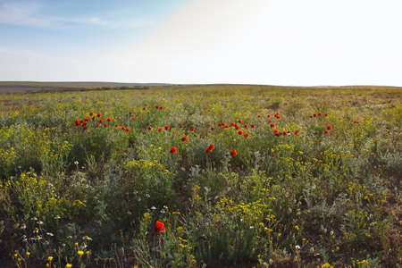 Blossoming steppe with wild flowers and bright red poppiesの写真素材