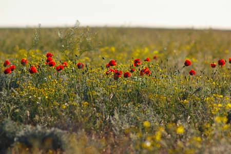Spring steppe with wild flowers and bright red poppies