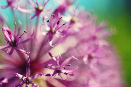 Beautiful simple spring blooming purple allium flower close up