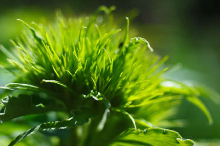 Summer clumps of green grass close up