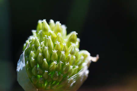 Beautiful flower garden onion close up