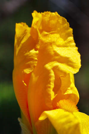 Beautiful blooming yellow gladiolus flower close up