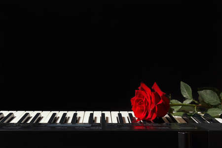 Rose on the keys of the electronic synthesizer on a black backgroundの写真素材