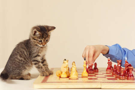 Young boy with a kitten plays chess.の写真素材