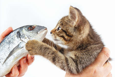 Female hand offers a little kitten a sea bream fish on a white backgroundの写真素材