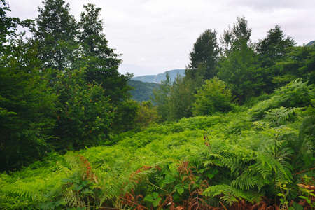 Beautiful fern glade in a mountain forest