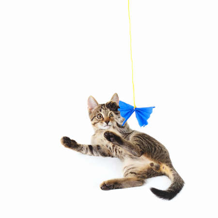 Pretty kitten is played with a blue paper bow on a white backgroundの写真素材