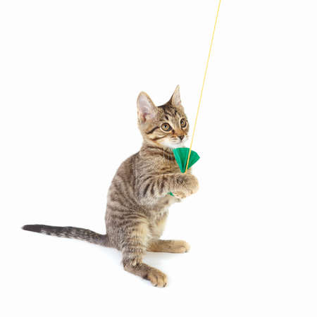 Playful kitten is played with a green paper bow on a white backgroundの写真素材