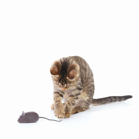 Tabby kitten is played with a gray toy mouse on a white backgroundの写真素材