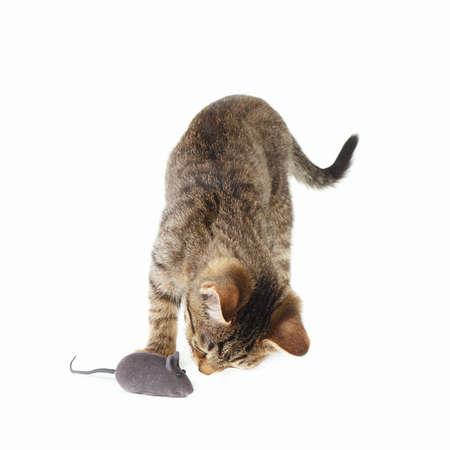 Little kitten is played with a gray toy mouse on a white backgroundの写真素材