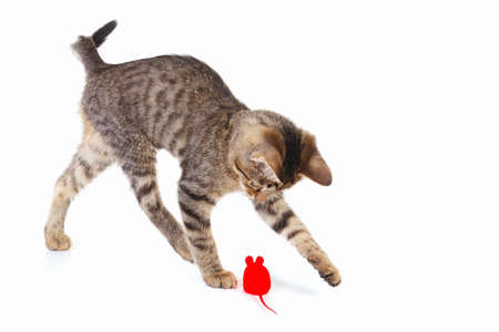 Cute kitten is played with a red toy mouse on a white backgroundの写真素材