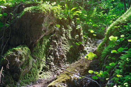 Amazing green moss and fern in the morning sunlight on the surface of a forest ravineの写真素材