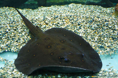 Ocellate river stingray (Potamotrygon motoro), also known as the Black river stingray, peacock-eye...