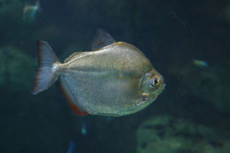 Silver dollar fish (Metynnis argenteus) in their habitat