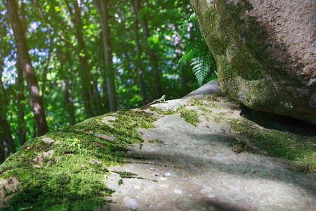 Little green lizard basks on a fluffy moss in the morning sunlightの写真素材