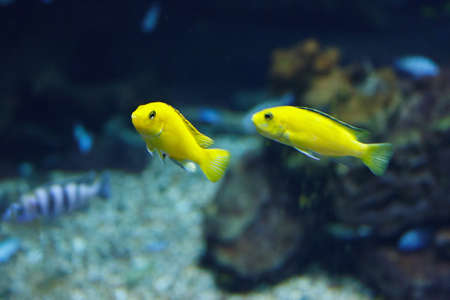 Two Yellow cichlid (Labidochromis caeruleus) in their habitatの写真素材