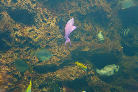 Flock of marine coral fish near the stone over the rocky bottom of the seaの写真素材