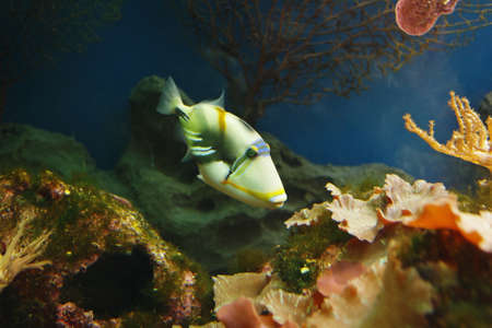 Lagoon triggerfish (Rhinecanthus aculeatus), also known as the Blackbar triggerfish, Picasso...