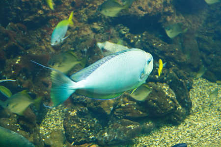 Vlaming's unicornfish (Naso vlamingii), also known as the Bignose unicornfish, Scibbled unicornfish