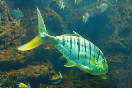 Golden trevally (Gnathanodon speciosus), also known as the golden kingfish, banded trevally in their...