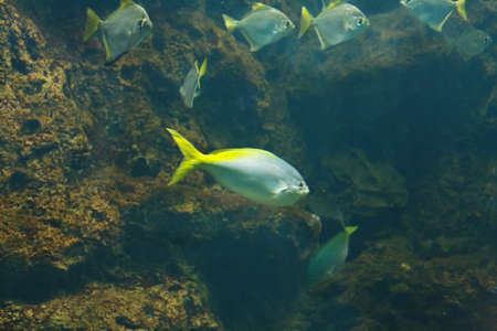 Silver moonyfish (Monodactylus argenteus), also known as the Silver moony, Butter bream, and...