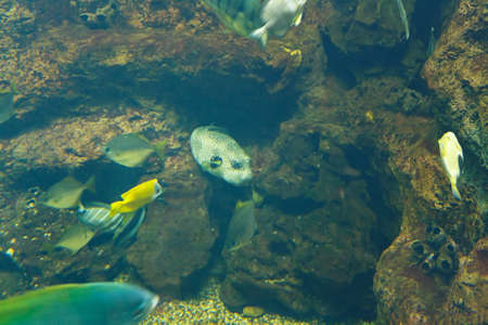 Flock of coral fish near the stone over the rocky bottom of the sea