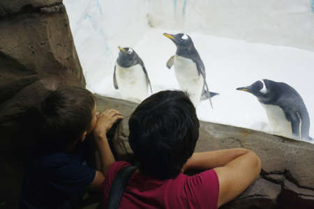 Mother and son look at funny Gentoo penguins in zoo on an ice backgroundの写真素材