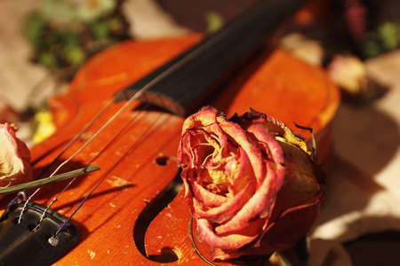 Dried roses, vintage violin and old sheet music close up. Selective focus.の写真素材