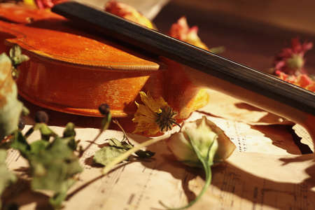 Vintage violin, dried flowers and old sheet music close up.の写真素材
