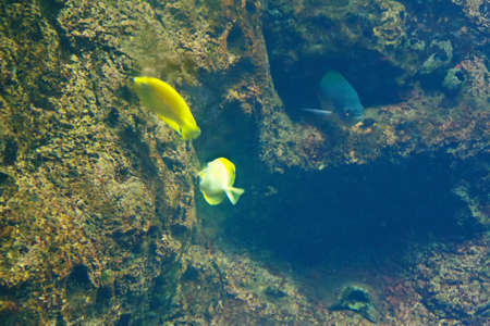 Flock of coral fish near the stone over the bottom of the sea