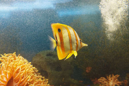 Coperband butterfly (Chelmon rostratus) also known as the Beaked butterflyfish, Beaked coralfish in water among coral reefsの写真素材