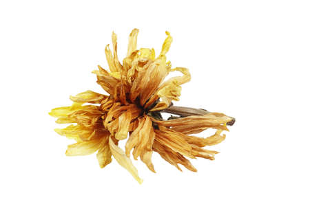 Dried chrysanthemum flower isolated on a white background.の写真素材