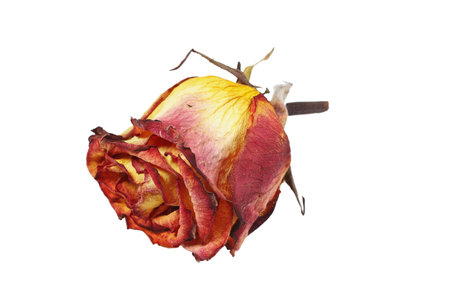 Wilted red rose flower isolated on a white background.の写真素材