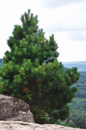 Beautiful lonely pine tree growing on a rock.の写真素材