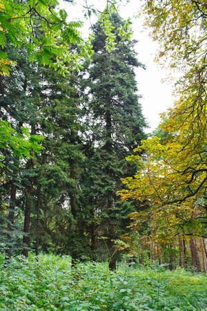 Beautiful landscape with forest and tall spruce trees in foothills of the North Caucasus.