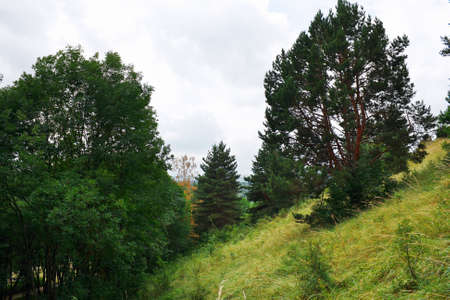 Landscape with forest in foothills of the North Caucasus.