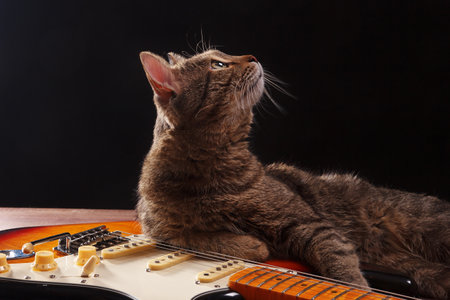 Pretty kitten with guitar on the dark background.の写真素材
