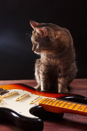 Cute cat with guitar on the dark background.の写真素材