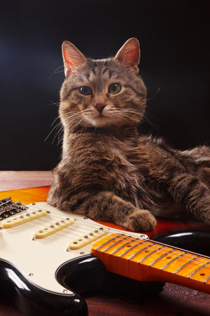 Cute kitten with electric guitar on the dark background.の写真素材