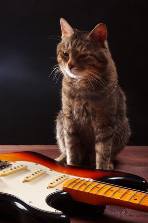 Pretty cat with guitar on the dark background.の写真素材