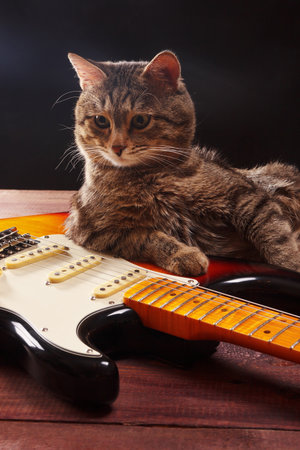 Funny cat with guitar on the dark background.の写真素材
