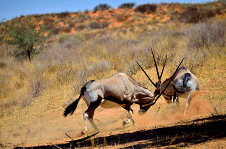 The fightの写真素材