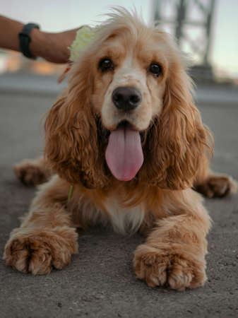 Happy cocker spaniel puppy posing in summer and sticking out his tongueの写真素材