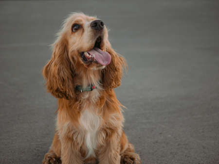 Happy cocker spaniel puppy posing in summer and sticking out his tongueの写真素材