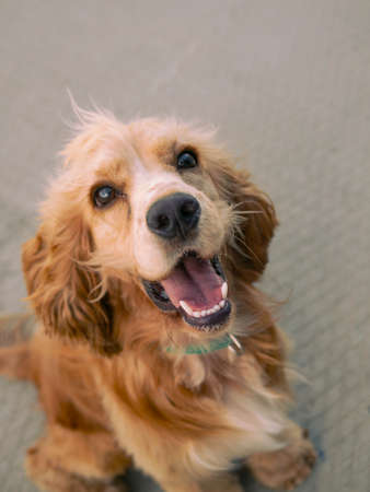 Happy cocker spaniel puppy posing in summer and sticking out his tongueの写真素材